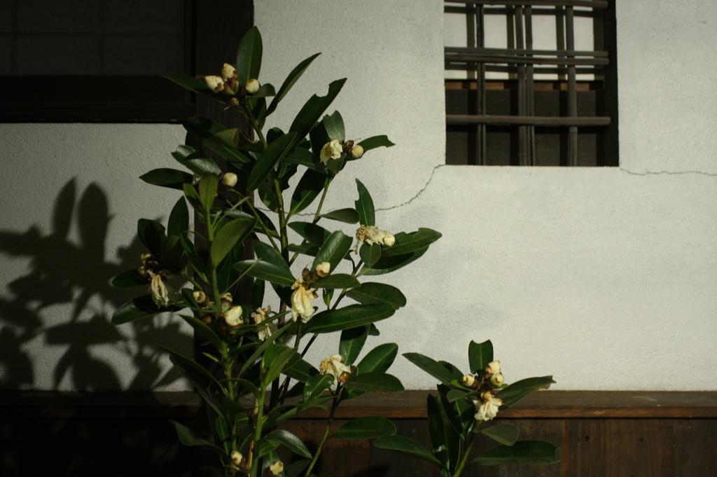 Osaka Guest House Drummer'S Dream Sakai  Rum bild